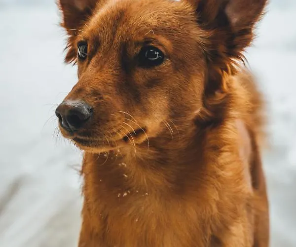 Sportalm - Adults Only Boutique Ξενοδοχείο 3*